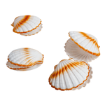 Decorative scallops, Ø 10 cm - 0