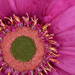 Riesen-Gerbera-Blüte lila, 45 cm Ø - 1