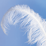 Ostrich feather white - 0