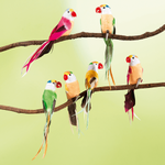 Decorative parrots 22 cm, 6 pcs - 1