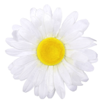 Giant daisy blossom white, Ø 55 cm - 0