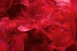 Feather boa, red, 180 cm - 6