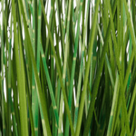 XXL Deco Tiger Grass en maceta blanca 150 cm - 2