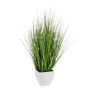 Deco zebra grass in white pot 50 cm