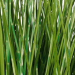 Deco hierba cebra en maceta blanca 78 cm - 1
