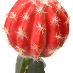 Cactus artificiel fraise en pot 35 cm - 1