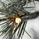 LED Baum warmweiß braun 150 cm - 1