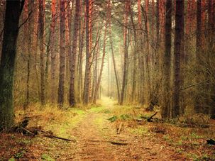 Bâche XXL "Chemin forestier d&#039;automne" banderole grand format en bâche camion ignifugée