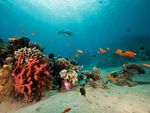 Lona XXL "Arrecife de coral con peces exóticos" súper gran formato de lona de camión ignífuga - 0