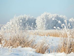 Bâche XXL "roseau d&#039;hiver" banderole grand format en bâche camion ignifugée