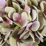 Hortensien-Kunstblumenstrauß lila, 60 cm - 1
