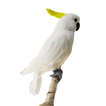 Cacatúa decorativa sentada blanca-amarilla, 40 cm - 1