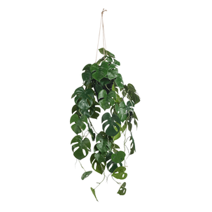 philodendron bakeri Anthurium bakeri Seedling