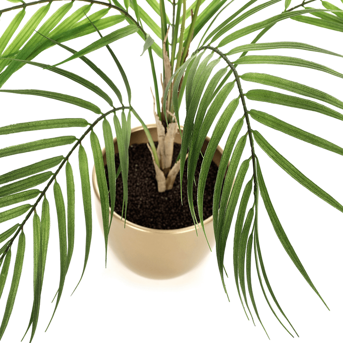 wieviel wasser brauchen thujas Purgrün Thuja-Smaragd-Dünger 1 kg main image 1