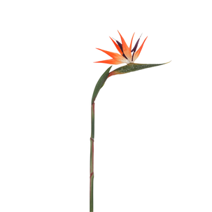 Knstliche Strelitzien Paradiesvogel-Blume, 84 cm | DecoWoerner
