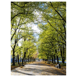 Flame retardant fabric banner "Avenue in the Park - 0