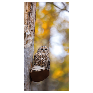 Fabric banner owl 100 x 200 cm