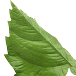 Vine birch leaves 160 cm - 1