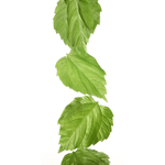 Vine birch leaves 160 cm - 2