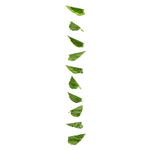 Vine birch leaves 160 cm - 4