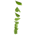 Vine birch leaves 160 cm - 6