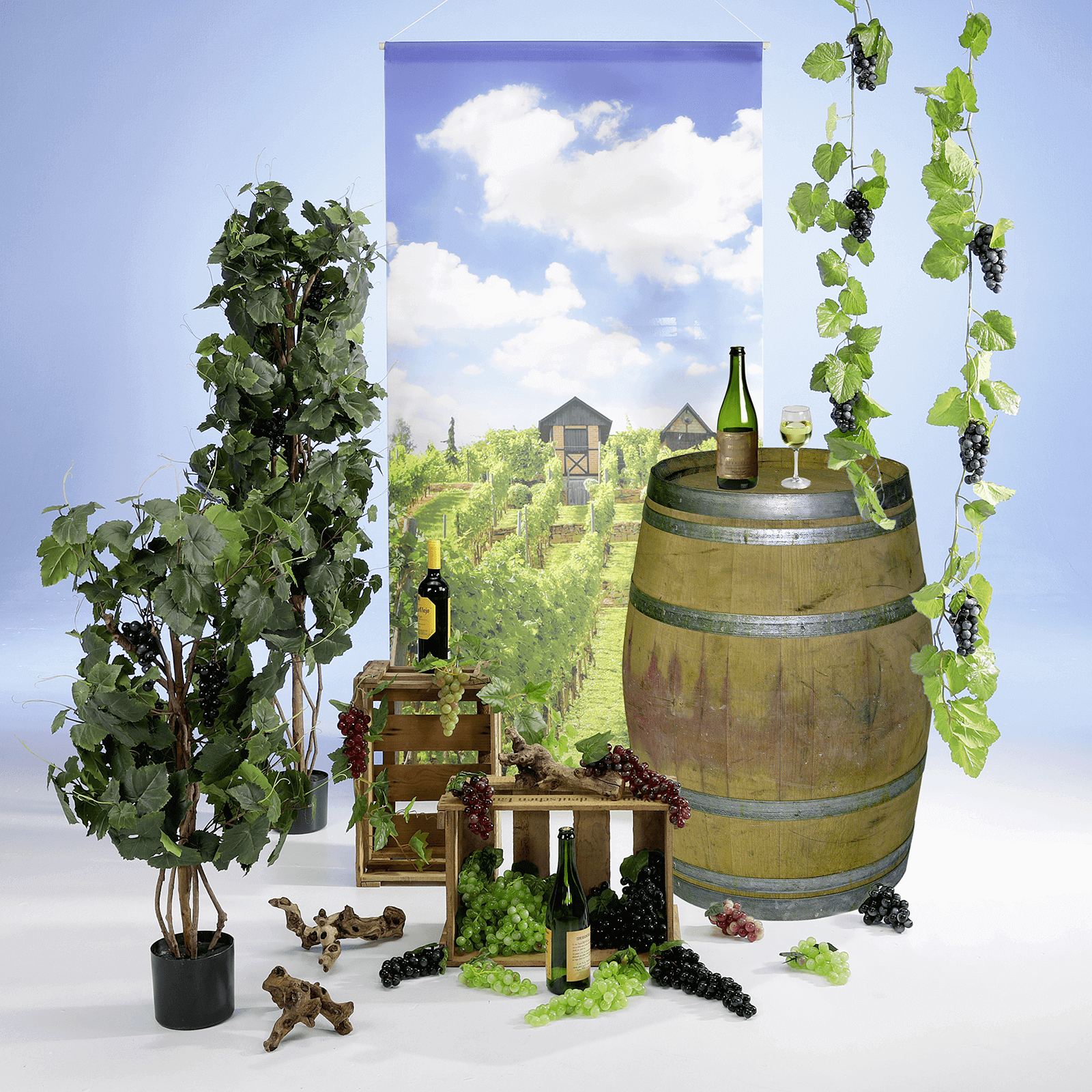 Grapevine plant in pot with grapes - 5