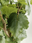 Grapevine plant in pot with grapes - 3