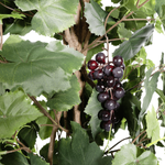 Grapevine plant in pot with grapes - 1