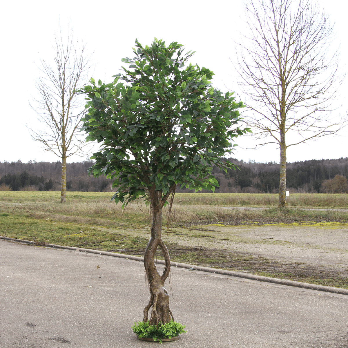 Künstlicher Ficusbaum mit Standplatte 245 cm - 5 Künstlicher Ficusbaum mit Standplatte 245 cm - 5
