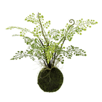 Moss ball with maidenhair fern in two sizes - 0