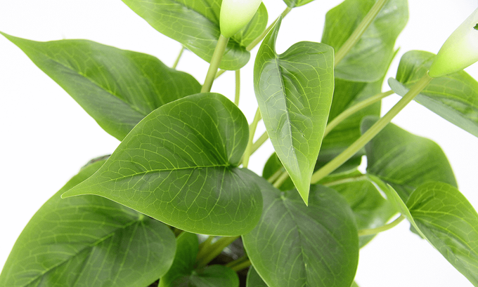 monstera obliqua kaufen Monstera Obliqua Suriname | Seltene Zimmerpflanze