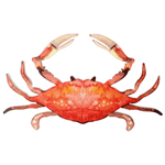 Crab display in watercolours 33 x 18 cm - 0