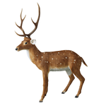 XXL Deko Hirsch stehend 195 cm  - 0