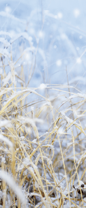 Flame retardant fabric banner "Winter grasses" 75 x 180 cm