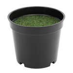 Plastic pot with cuttings 8 x 9.5 cm  - 0