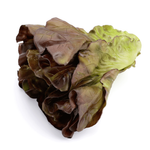 Endiviensalat rot 16 cm - 1