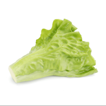 Endiviensalat grün 12 cm - 0