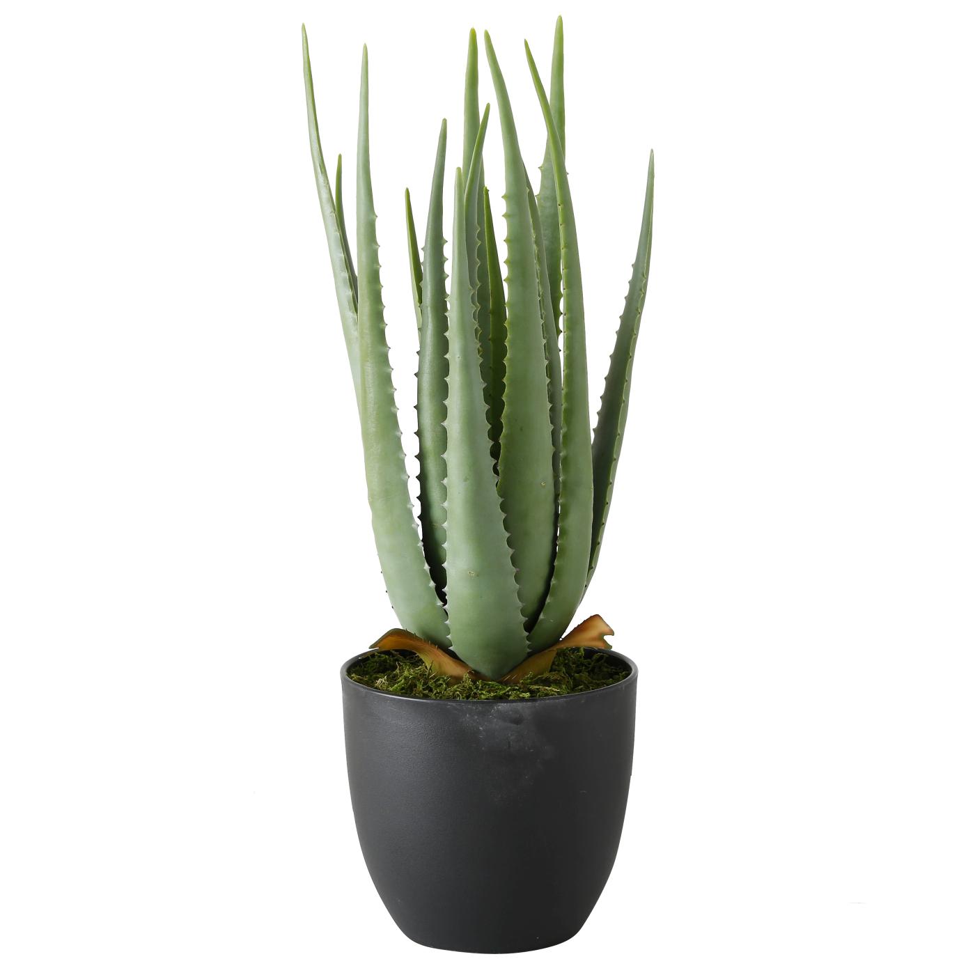 Topfpflanze , Aloe Vera, Indoor, H 55 cm Kunstpflanze | condecoro  Wohnaccessoires & Geschenkideen | Kunstpflanzen