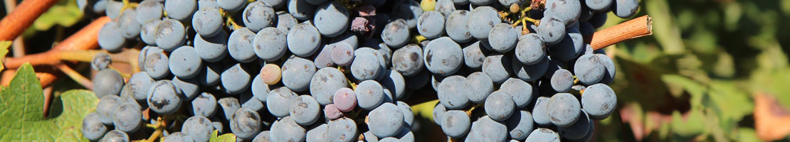 Rebsorte Merlot Details