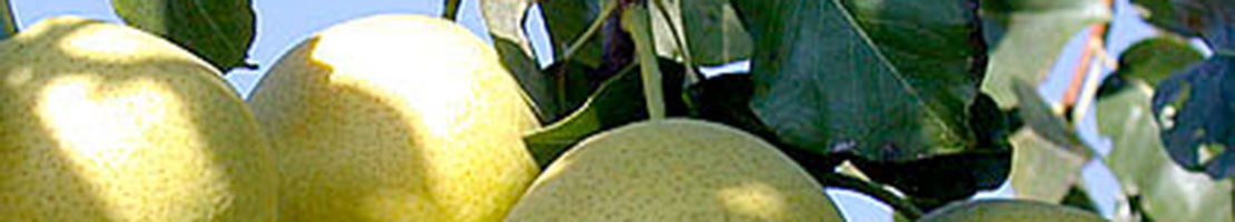 Birnensorte Oberösterreicher Weinbirne Details Birnensorte Oberösterreicher Weinbirne Details