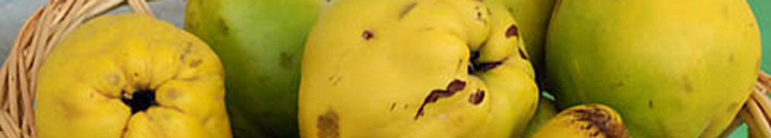 Quittensorte Portugiesische Birnenquitte Details Quittensorte Portugiesische Birnenquitte Details