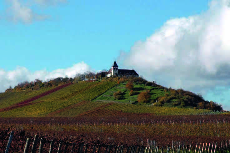 Weingärtner Cleebronn-Güglingen