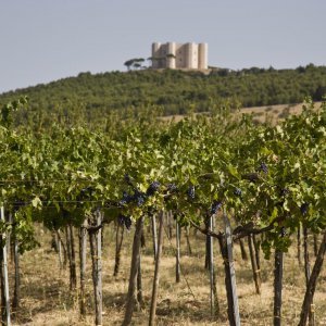 Weinberge von A Mano in Apulien Weinberg A Mano