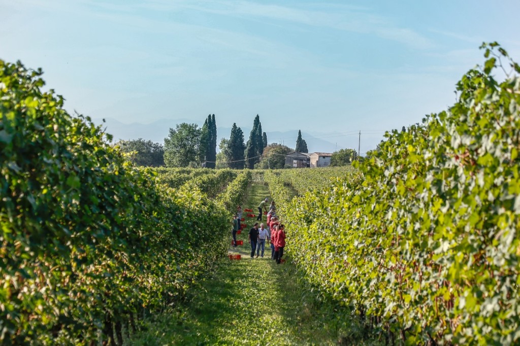 Weinberg_Le_Morette_Lugana