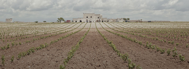 Cantine San Marzano Die Genossenschaftskellerei San Marcano in Apulien