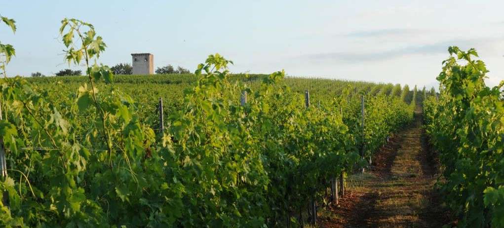 Weinberge Torre d'Orti