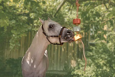 Horse with Lolly-Lick treat