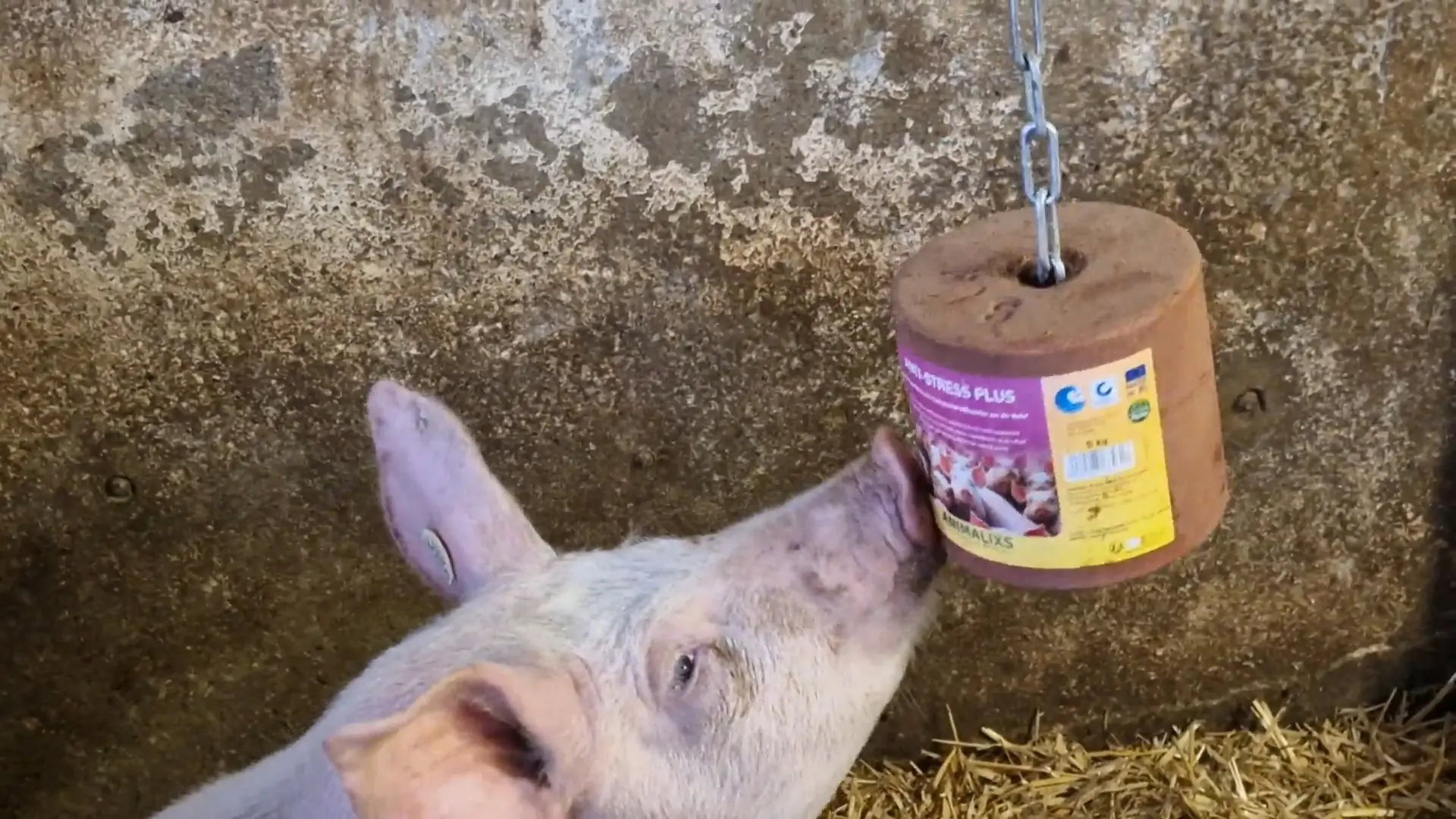 Anti-Stress Plus Leckstein für Schweine