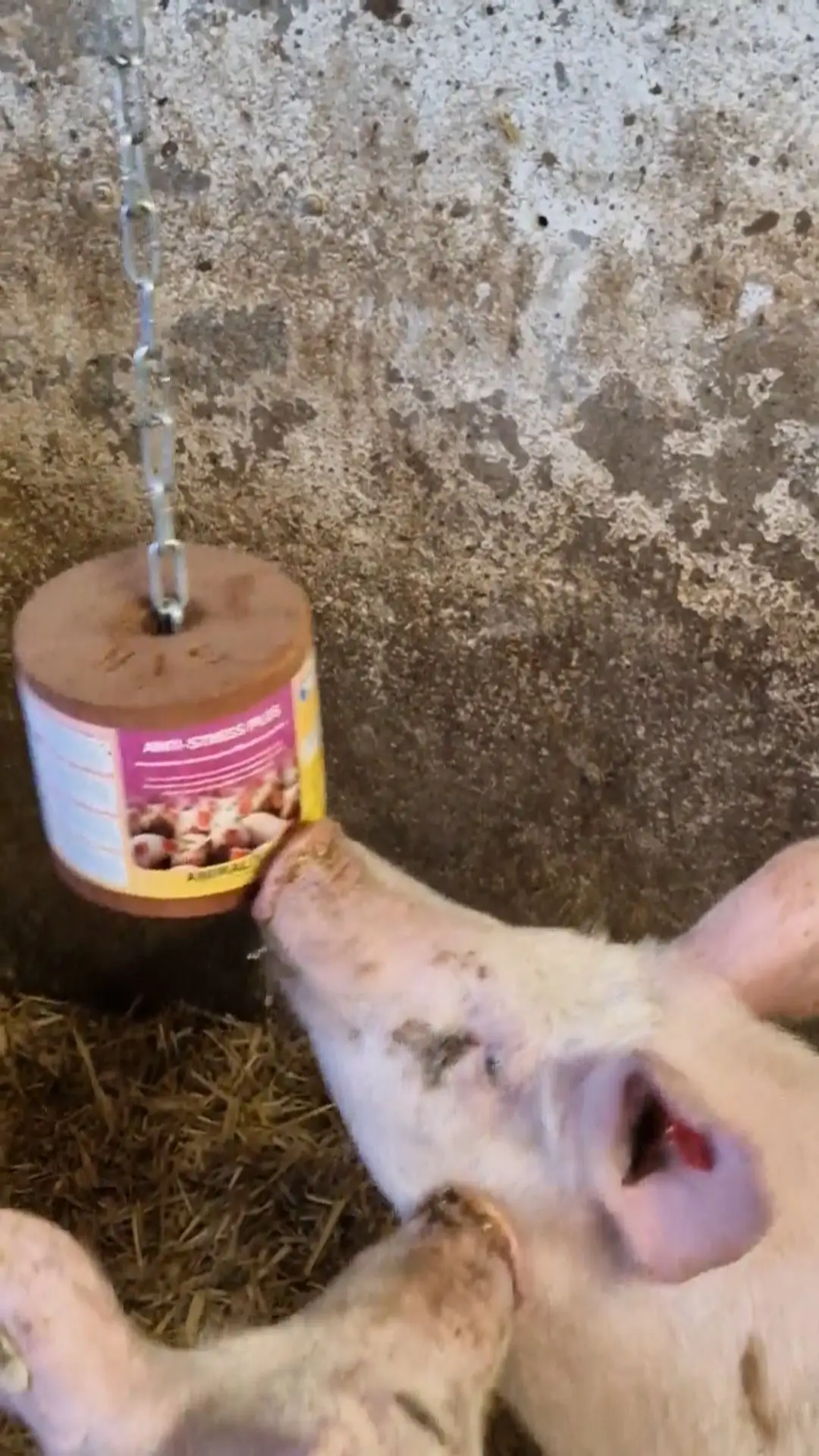 Anti-Stress Plus Leckstein für Schweine