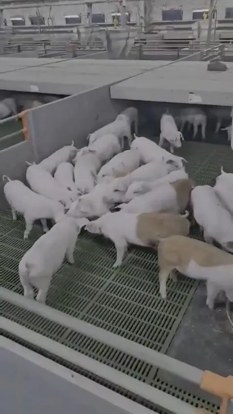 Anti-Stress Plus Leckstein für Schweine